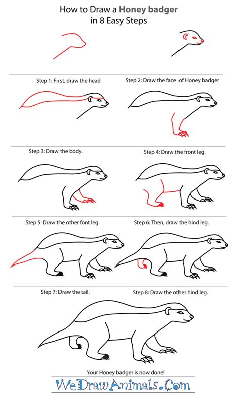 How To Draw A Badger - HOWTONC