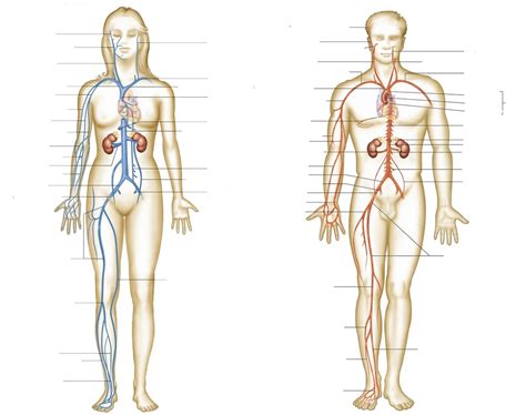 Veins and Arteries Diagram Diagram | Quizlet