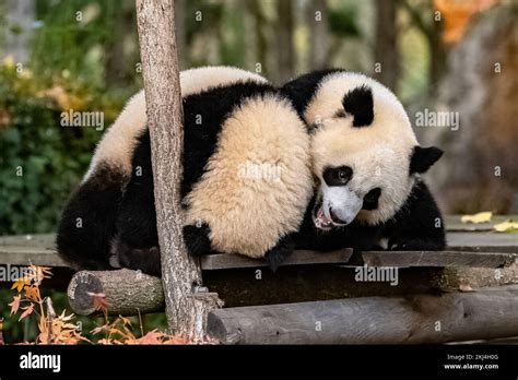 Pandas gigantes pandas de osos dos bebés jugando juntos al aire libre