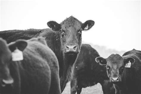 Sabidur A Popular Aplicada Al Campo Sanidad Al Pie De La Madre O