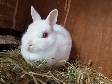 Rabbits Rehome Buy And Sell Preloved Unusual Animals Rabbit