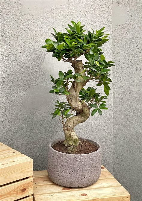 Ficus Microcarpa Ginseng Magic Gardens