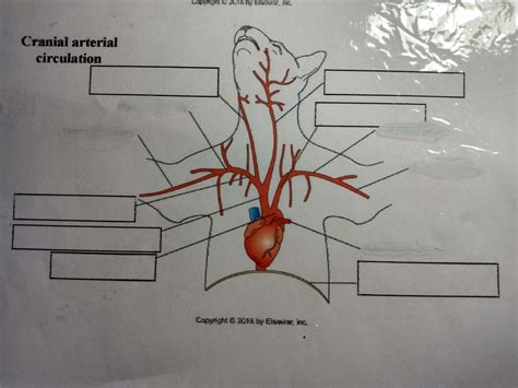 Bio Cranial Arterial Diagram Quizlet