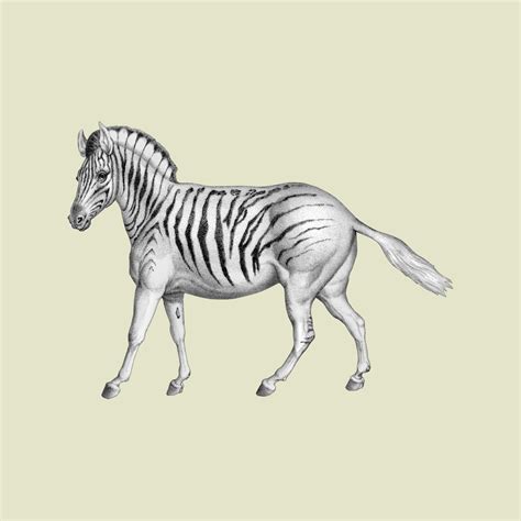 Plains Zebra Animal Tofujoe