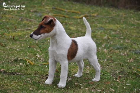 Chien Fox Terrier à Poil Lisse Caractéristiques Et Photos