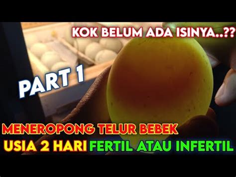 Cara Meneropong Telur Bebek Usia Hari Masa Penetasan Candling Telur