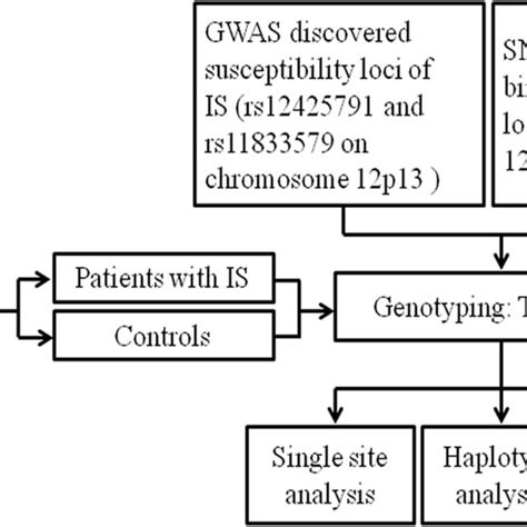 Flow Chart Of The Study GWAS Genome Wide Association Study IS