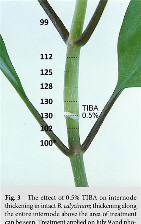 Pdf Differential Effects Of N Naphthylphthalamic Acid Npa And