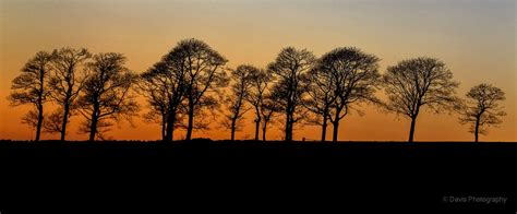 Orange Hour Silhouette Outdoors Tree P Sky Landscapes Orange