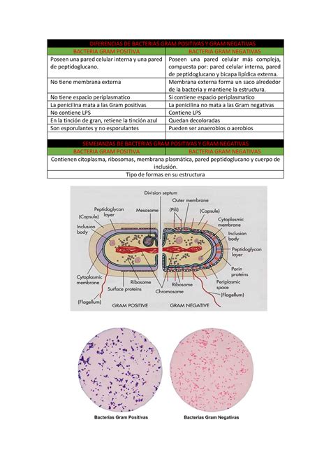 Diferencias DE Bacterias GRAM Positivas Y GRAM Negativas DIFERENCIAS