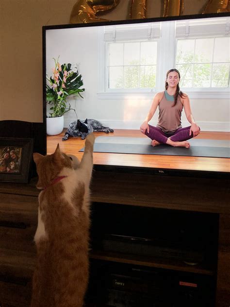 Adriene Mishler On Twitter RT Changingaces Yogawithadriene My Cat