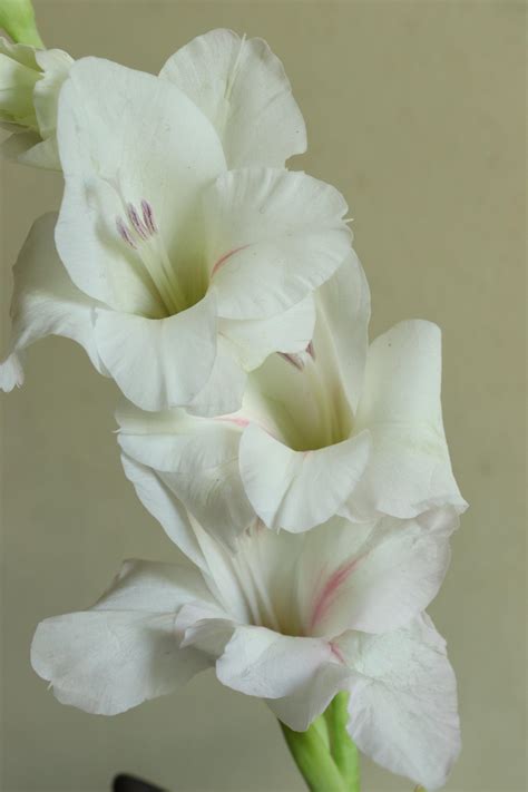 Gladiolus 'Cream Perfection' Large Flowering Glad from Leo Berbee Bulb ...