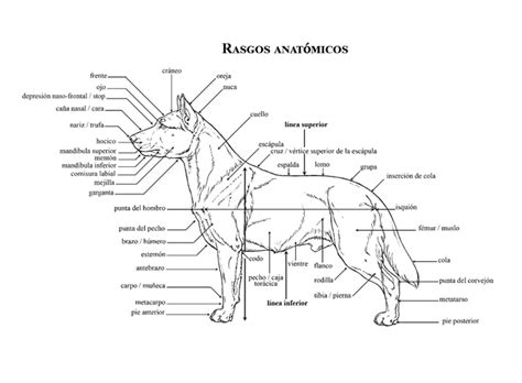 Ovejero Magallánico Kennel Club de Chile