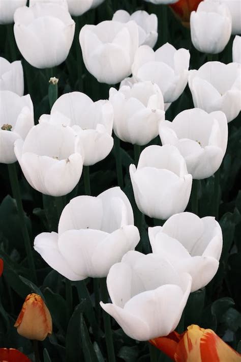 White Tulips in the Garden · Free Stock Photo