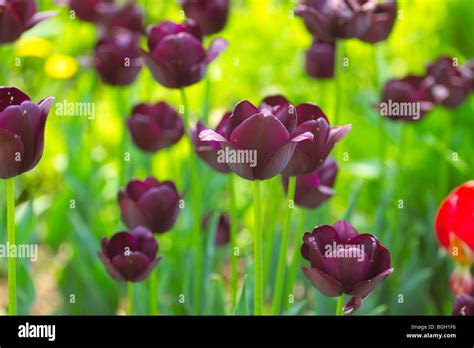 Dark purple tulips Stock Photo - Alamy