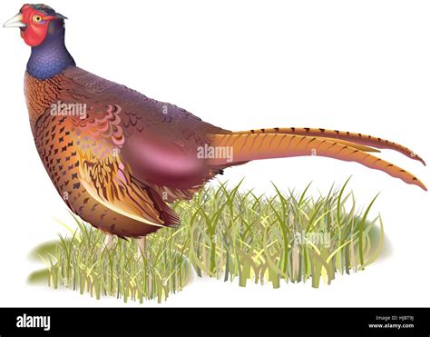 Forest Pheasant Stock Vector Image Art Alamy