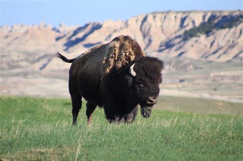 Badlands National Park: 8 incredible things to do and see