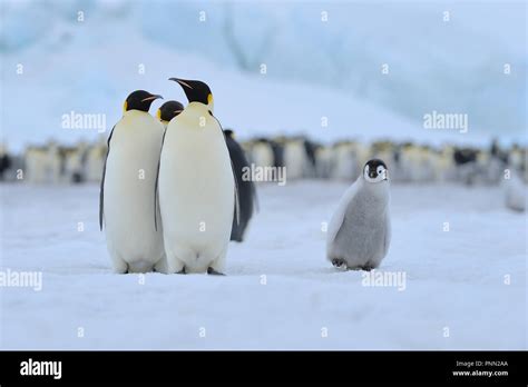 Emperor Penguins Aptenodytes Forsteri Adults With Chick Snow Hill