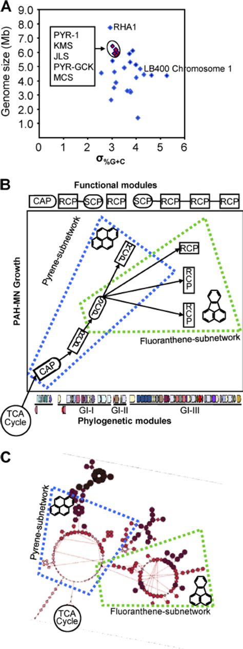 Evolution Of Pah Mn A Genome Size Versus ␴ G ϩ C For Download Scientific Diagram