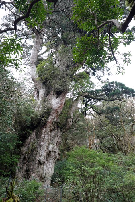 Alberi Millenari Ecco I Pi Vecchi Del Pianeta