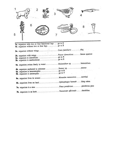 Solution Dichotomous Key Practice Worksheets Studypool