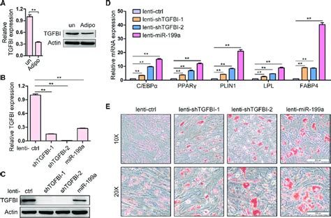 Tgfbi Is Involved In The Adipogenesis Of Bm Msc A The Expression Of