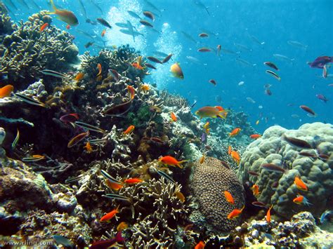 Coral Garden Acropora Coral Garden With Scalefin Anthias Flickr