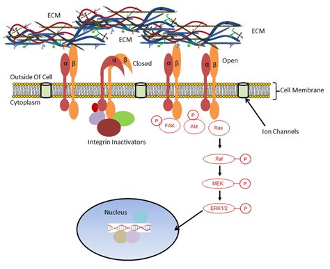 Integrins Can Have Open And Closed Configurations That Influence