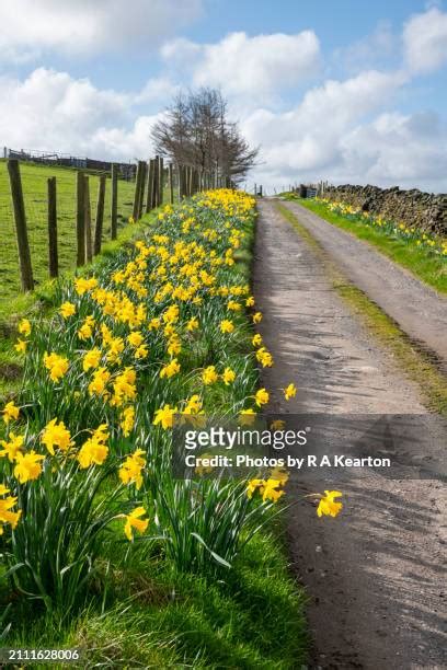 353 Daffodil Hill Stock Photos High Res Pictures And Images Getty