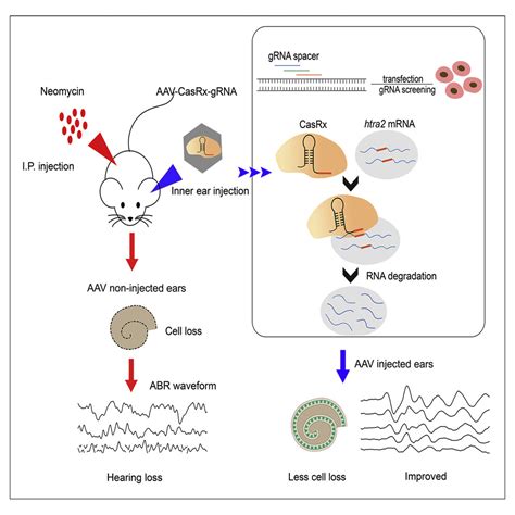 Specific Knockdown Of Htra2 By CRISPR CasRx Prevents Acquired