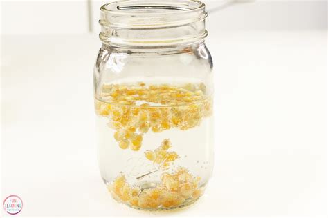 Dancing Corn Science Experiment