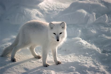 Knowing More About the Charming Arctic Fox | Explore Talent
