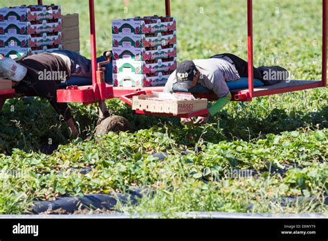 Strawberry Harvester Machine Images