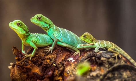 Are Lizards Reptiles Discover The Most Unique Lizard In The World A