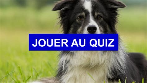 Test de personnalité Quelle race de chien es tu