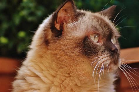 Imagem gratuita bonito gato doméstico pele olho retrato animal