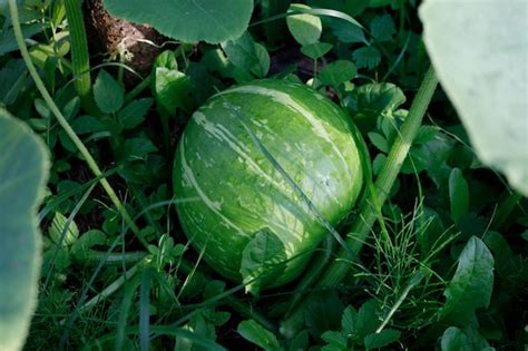 Premium Photo | Watermelon in the garden