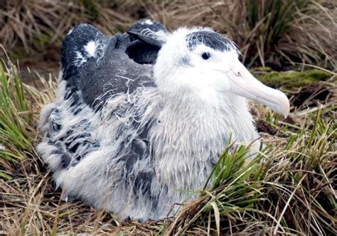 Wandering Albatross – "OCEAN TREASURES" Memorial Library