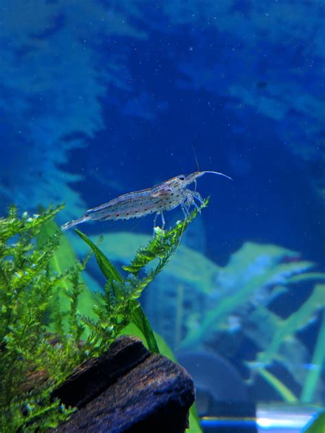 Amano Shrimp : r/Aquariums