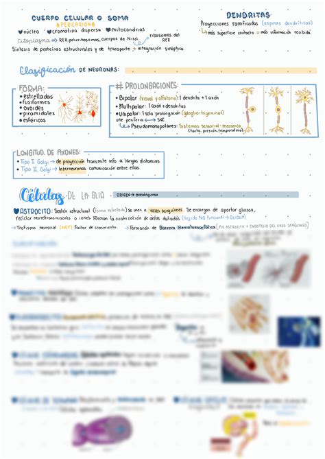 Solution Tejido Nervioso Studypool