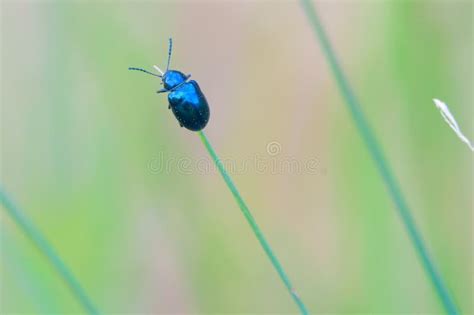 Blue Leaf Beetle Stock Photo Image Of Animal Coleoptera 271855626