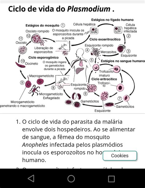 Ciclo De Vida Del Plasmodio