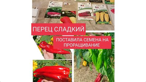 СЛАДКИЙ ПЕРЕЦ. ПОСТАВИЛА СЕМЕНА НА ПРОРАЩИВАНИЕ. - YouTube