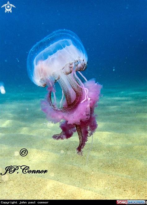 underwater photography Pelagie Pelagia noctiluca Méduse pélagique