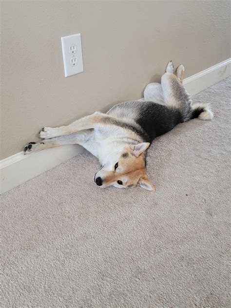 Weird sleep places: Wall shiba : r/shiba