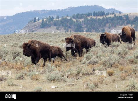 Herd of Bison Running Stock Photo - Alamy