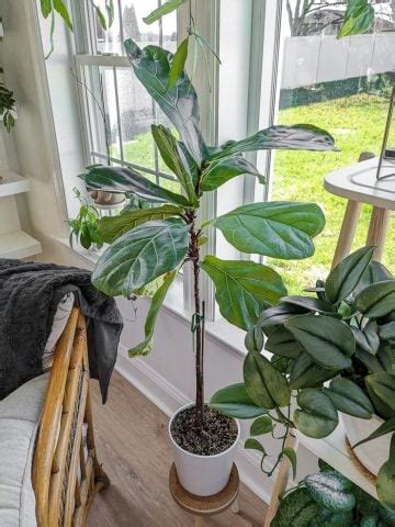 Fiddle Leaf Fig Ficus Lyrata Care 43 By Brittany Goldwyn Live