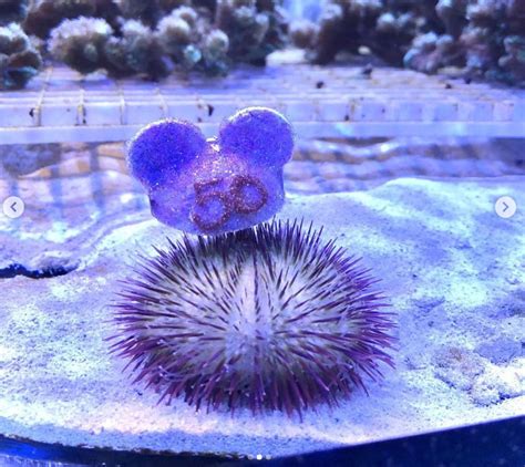 PHOTOS Your Daily Dose Of Happy From Disney World Hat Wearing Sea