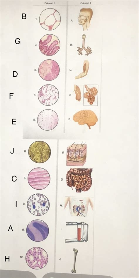 Solved Identity The Tissues Or Subtypes Tissue Elements In Column I