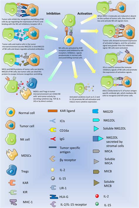 The Mechanisms Of Activation And Inhibition Of NK Cells NK Cells Are